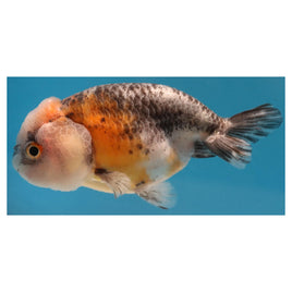4 inch Tricolor ranchu goldfish