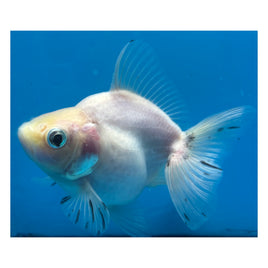 4 inch White ryukin goldfish