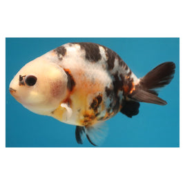 4 inch Calico ranchu 3 goldfish