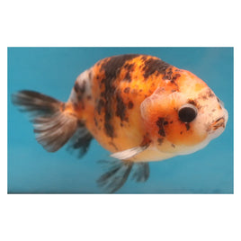 4 inch Red calico ranchu goldfish