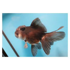 5 inch Panda oranda 1 goldfish