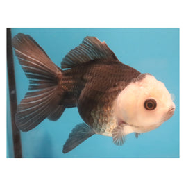 5 inch Panda oranda 2 goldfish