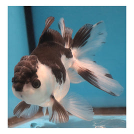5 inch Panda oranda goldfish