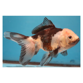 5 inch triolor Panda oranda 1 goldfish