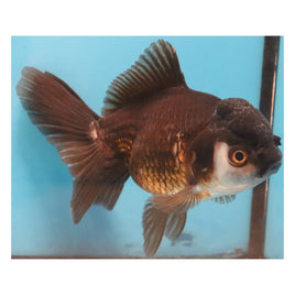 5 inch triolor Panda oranda goldfish