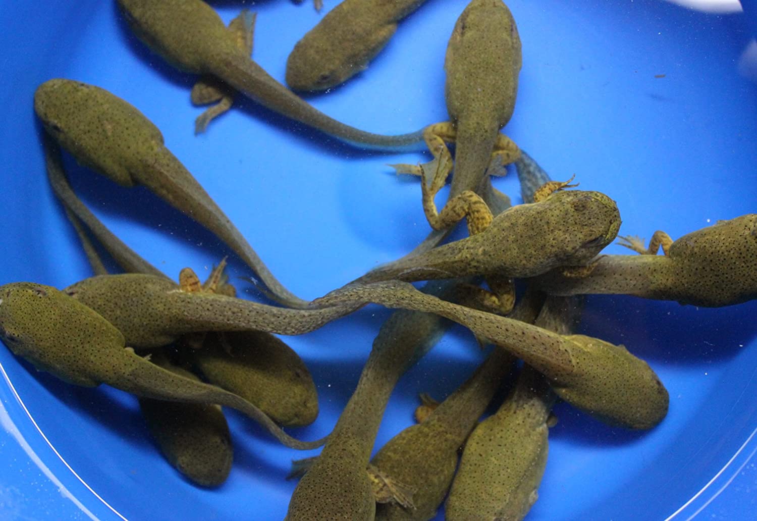 Tadpoles sale for sale