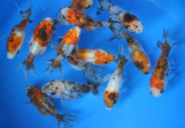 5 Pack Calico Ranchus
