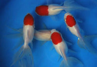 Red Cap Oranda Goldfish