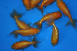 Red Ranchu Goldfish