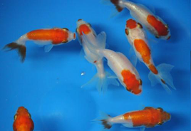 Red and White Ranchu Goldfish